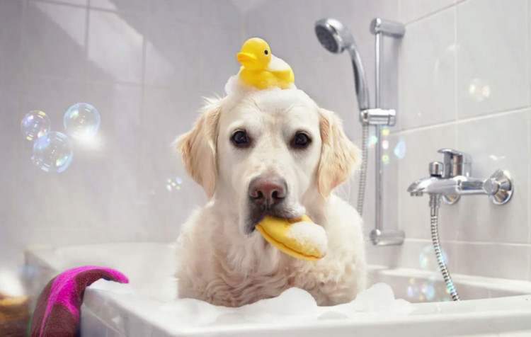 Dctr.Go Шампунь-бальзам для животных Sнampoo Therapy "Мультиуход" 1000 ml в Санкт-Петербурге